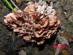 Image result for Podoscypha multizonata