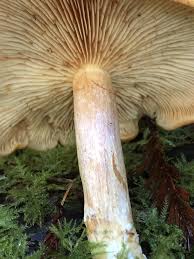 Attēlu rezultāti vaicājumam “Gymnopilus sapineus”