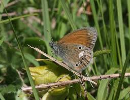 Attēlu rezultāti vaicājumam “Coenonympha glycerion underside”