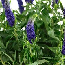 Attēlu rezultāti vaicājumam “Veronica longifolia flower”