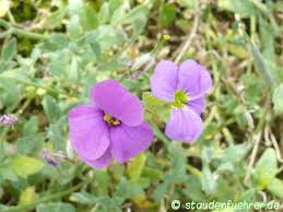 Attēlu rezultāti vaicājumam “Aubrieta deltoidea flower”