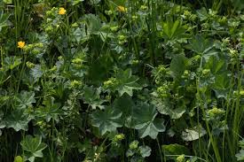 Attēlu rezultāti vaicājumam “Alchemilla vulgaris aggr. leaf”