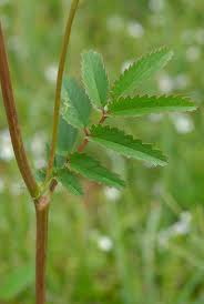 Attēlu rezultāti vaicājumam “Sanguisorba officinalis leaf”