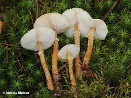 Attēlu rezultāti vaicājumam “Cystoderma amianthinum”