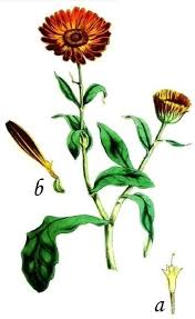 Attēlu rezultāti vaicājumam “Calendula officinalis leaf”
