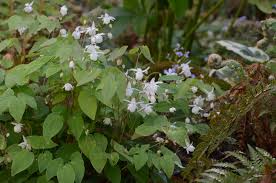 Attēlu rezultāti vaicājumam “Geranium palustre fruit”