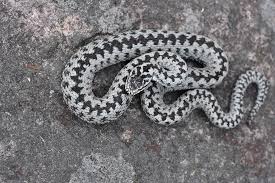 Attēlu rezultāti vaicājumam “Vipera berus”