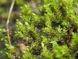 Attēlu rezultāti vaicājumam “Hygroamblystegium tenax”