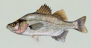 Image result for Morone chrysops