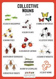 Image result for pheega