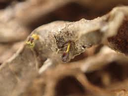 Attēlu rezultāti vaicājumam “Craterium aureum”