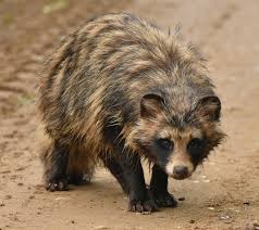 Attēlu rezultāti vaicājumam “Nyctereutes procyonoides”