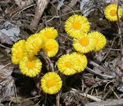 Attēlu rezultāti vaicājumam “Tussilago farfara flower”