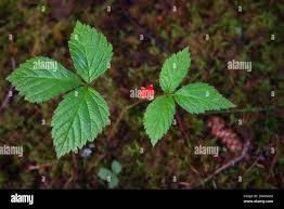 Attēlu rezultāti vaicājumam “Rubus saxatilis leaf”