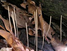 Attēlu rezultāti vaicājumam “Macrotyphula fistulosa”