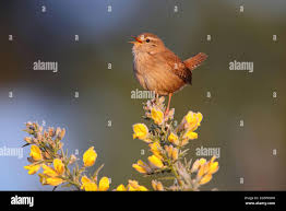 Attēlu rezultāti vaicājumam “Troglodytes troglodytes adult”