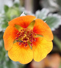 Attēlu rezultāti vaicājumam “Potentilla arenaria flower”