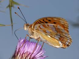 Attēlu rezultāti vaicājumam “Argynnis adippe underside”