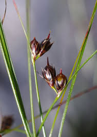 Attēlu rezultāti vaicājumam “Juncus stygius”