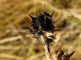 Attēlu rezultāti vaicājumam “Anthracoidea”