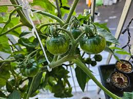 Afbeeldingsresultaat voor bloody butcher tomato