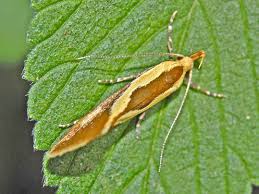 Attēlu rezultāti vaicājumam “Oecophoridae”