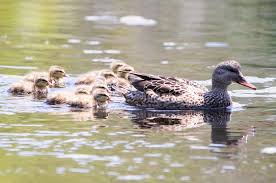 Attēlu rezultāti vaicājumam “Anas strepera female”