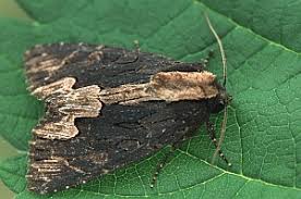 Attēlu rezultāti vaicājumam “Dypterygia scabriuscula”