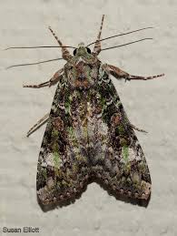 Attēlu rezultāti vaicājumam “Anaplectoides prasina”