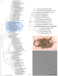 Attēlu rezultāti vaicājumam “Cordyceps polyarthra”