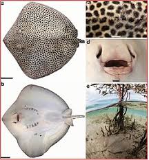 Image result for Himantura uarnak