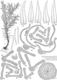 Attēlu rezultāti vaicājumam “Schistidium apocarpum sporophyte”