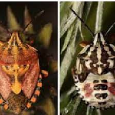 Attēlu rezultāti vaicājumam “Carpocoris sp.”