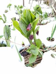 Attēlu rezultāti vaicājumam “Scopolia carniolica leaf”