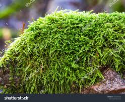 Attēlu rezultāti vaicājumam “Hypnum cupressiforme sporophyte”