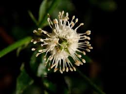 Attēlu rezultāti vaicājumam “Sanicula europaea bud”