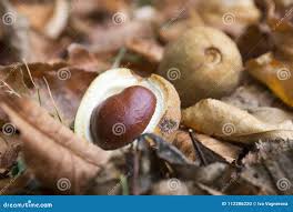 Attēlu rezultāti vaicājumam “Aesculus x hybrida fruit”