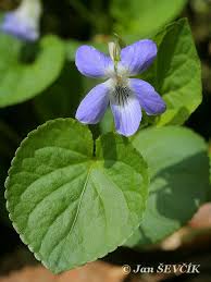 Attēlu rezultāti vaicājumam “Viola riviniana”