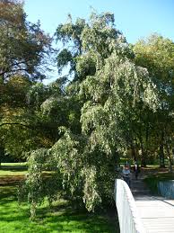 Attēlu rezultāti vaicājumam “Alnus”