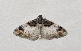 Attēlu rezultāti vaicājumam “Catarhoe cuculata”