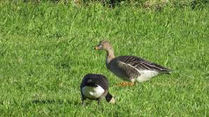 Attēlu rezultāti vaicājumam “Anser serrirostris adult”