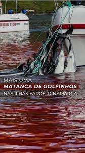 Image result for massacre golfinhos dinamarca