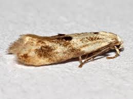 Attēlu rezultāti vaicājumam “Elachista maculicerusella”