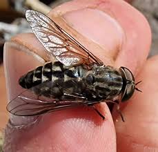 Attēlu rezultāti vaicājumam “Tabanidae”