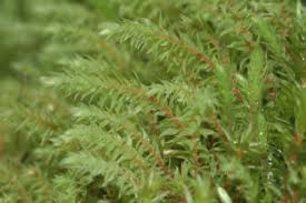 Attēlu rezultāti vaicājumam “Pohlia wahlenbergii var. calcarea”