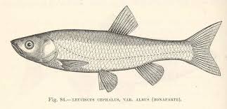 Image result for Squalius cephalus