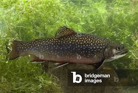 Image result for Salvelinus fontinalis