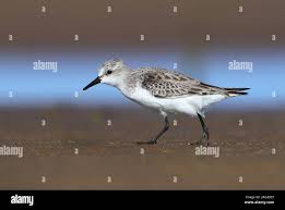 Image result for Calidris ruficollis