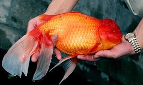 Image result for 金魚