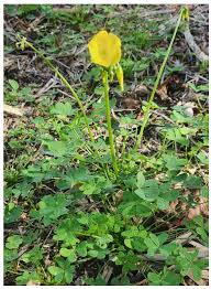 Attēlu rezultāti vaicājumam “Oxalidaceae”